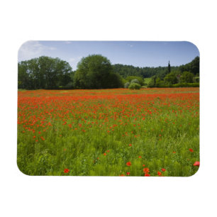 Íman Poppy field, Chiusi, Itália