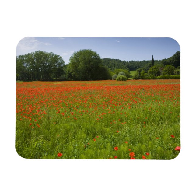 Íman Poppy field, Chiusi, Itália (Horizontal)