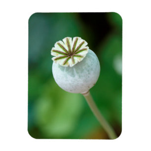 Íman Poppy Flower Head Seed, Western Cape