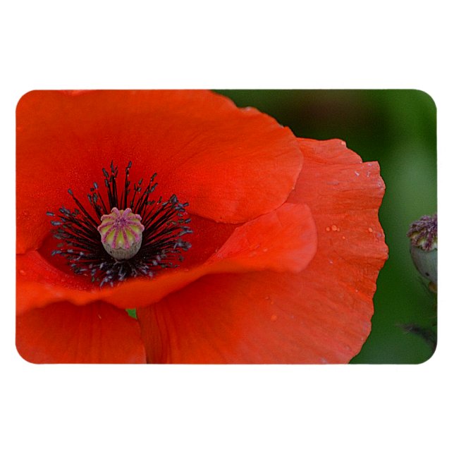 Íman Poppy Magnet (Horizontal)