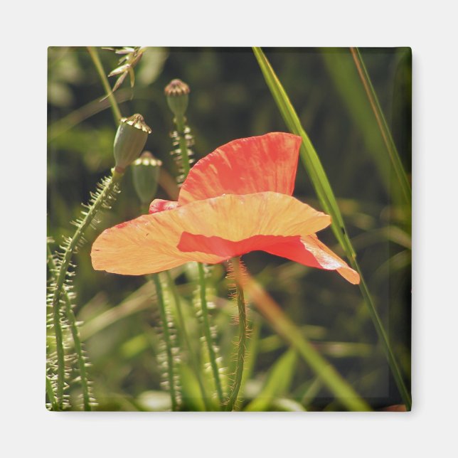 Íman Poppy Magnet (Frente)