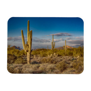 Íman Por do sol do cacto na arizona