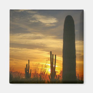 Íman pôr do sol do deserto