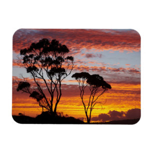 Íman Pôr do sol e árvore de goma, Binalong Bay, Baía de