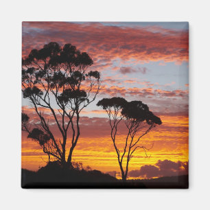 Íman Pôr do sol e árvore de goma, Binalong Bay, Baía de