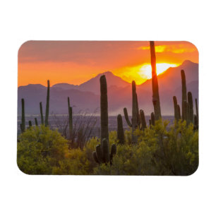 Íman Pôr do sol no cacto do deserto, Arizona