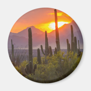 Íman Pôr do sol no cacto do deserto, Arizona