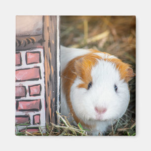 Íman porco