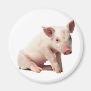 Íman porco
