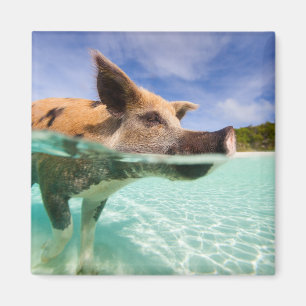 Íman Porco da natação de Exuma