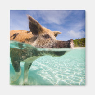 Íman Porco da natação de Exuma