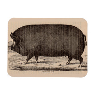 Íman Porco do século XIX impressão Berkshire porca n.