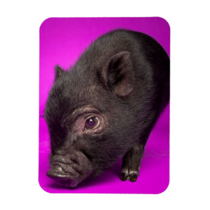 Íman Porco preto do bebê