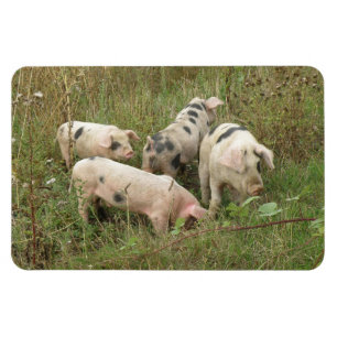 Íman Porcos em um ímã do prêmio do campo