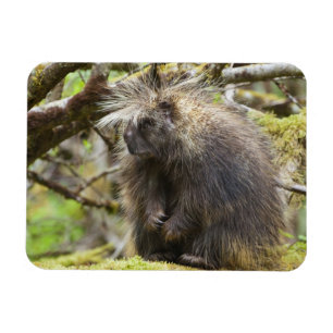 Íman Porcupina determinada