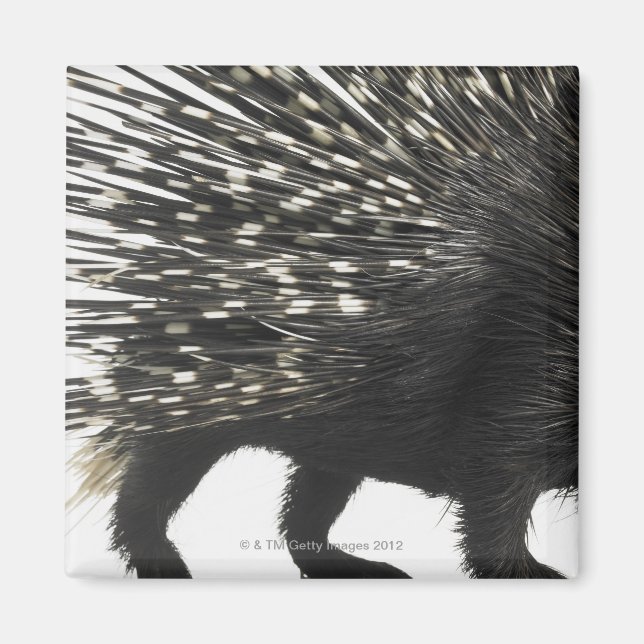 Íman Porcupine (Frente)