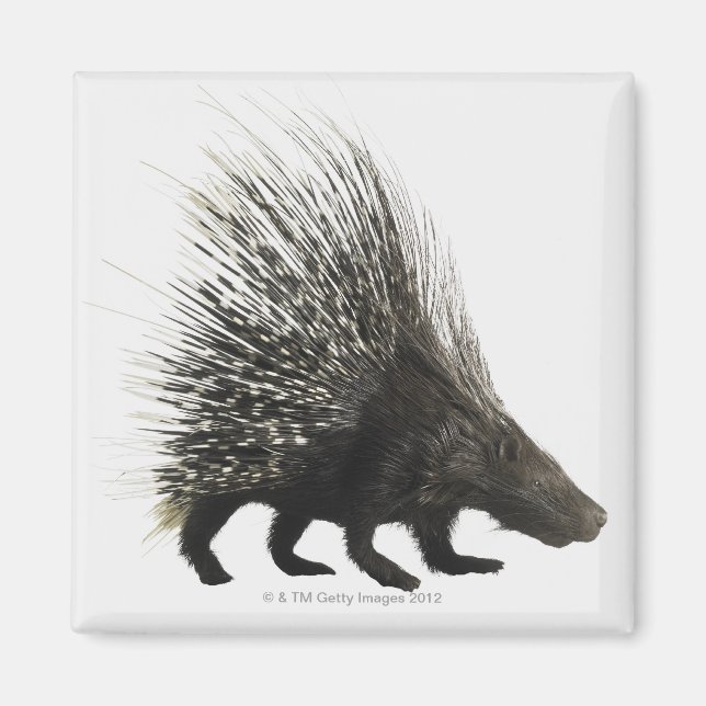 Íman Porcupine (Frente)