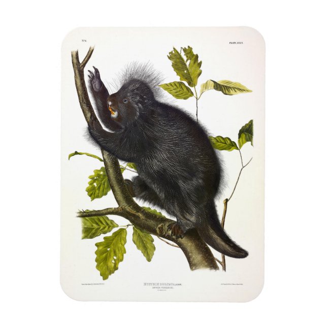 Íman Porcupine norte-americano ou canadense de Audubon (Vertical)