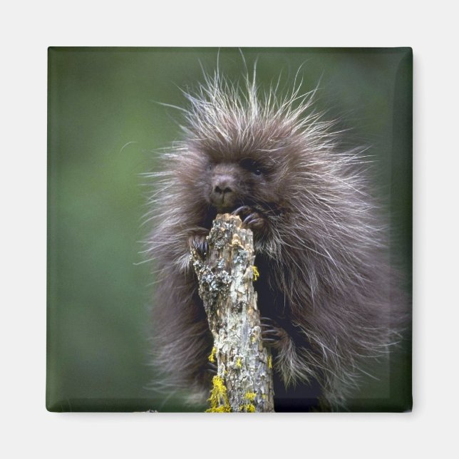 Íman Porcupine-Summer-Young (Frente)