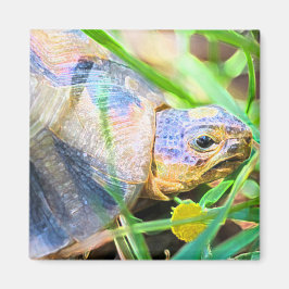 Íman Pormenores sobre a Angulação de Tortas na África d