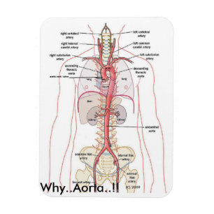 Íman PORQUE. Aorta.!! Anatomia aórtica