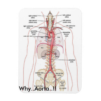 Íman PORQUÊ? Aorta!! Anatomia aórtica