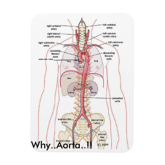 Íman PORQUÊ? Aorta!! Anatomia aórtica (Vertical)
