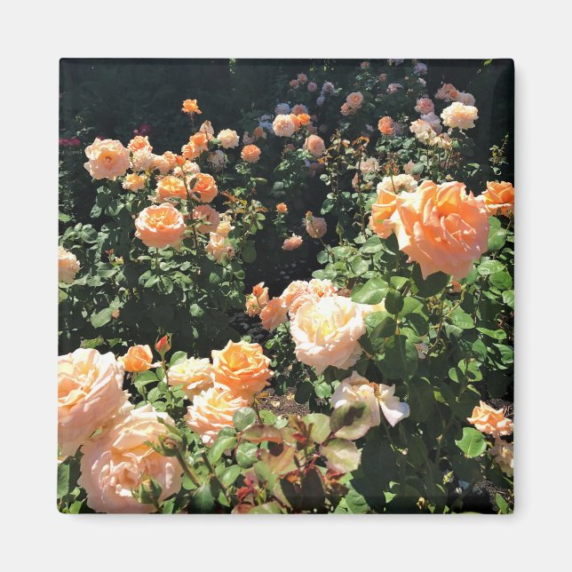 Íman Portland Rosa Garden, OR (Frente)