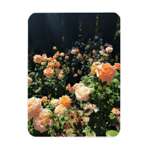 Íman Portland Rosa Garden, OR