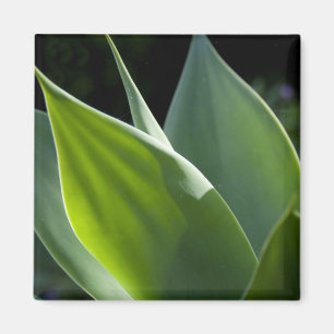 Íman Portugal, Ilha da Madeira, Funchal. Botânico