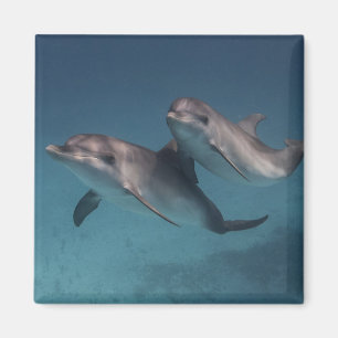 Íman Pose brincalhão