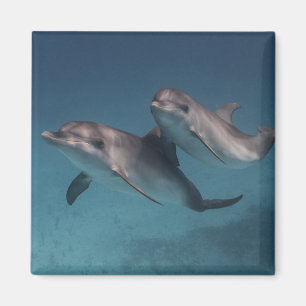 Íman Pose Reprodutiva