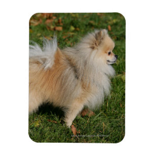 Íman Posição de Pomeranian