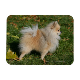 Íman Posição de Pomeranian
