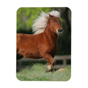 Íman Posição diminuta do cavalo