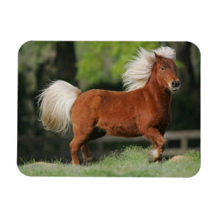 Íman Posição diminuta do cavalo