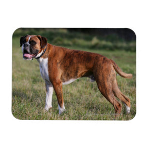 Íman Posição do cão do pugilista