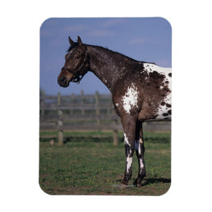 Íman Posição do cavalo do Appaloosa
