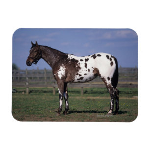 Íman Posição do cavalo do Appaloosa