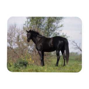Íman Posição do cavalo do puro-sangue