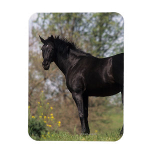 Íman Posição do cavalo do puro-sangue