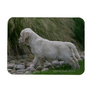 Íman Posição do filhote de cachorro do golden retriev