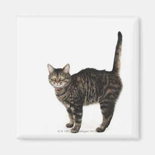 Íman Posição masculina doméstica do gato de gato