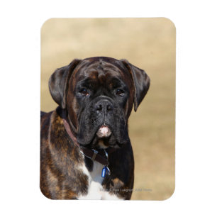 Íman Posição rajado do cão do pugilista