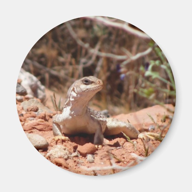 Íman Posicionamento para a Câmera (Frente)