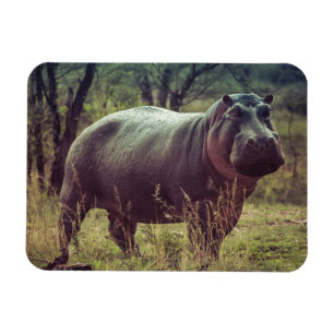 Íman Posicionando Hippo na Câmara na Folhagem da Áfri