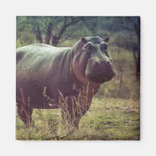 Íman Posicionando Hippo na Câmara na Folhagem da Áfri