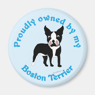 Íman Possuído orgulhosa por uma Boston Terrier
