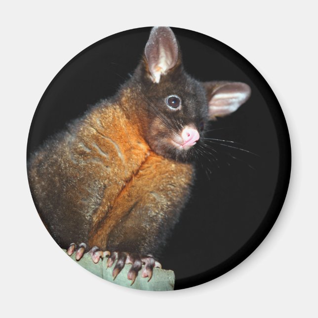 Íman Possum à noite (Frente)