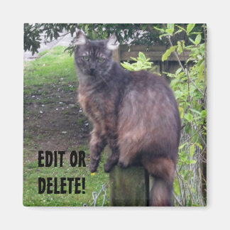 Íman Postar Magneta Cat